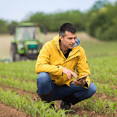 Fermier așezat în câmpul de porumb verificând creșterea plantelor pe o tabletă, în timp ce un tractor lucrează în fundal.
