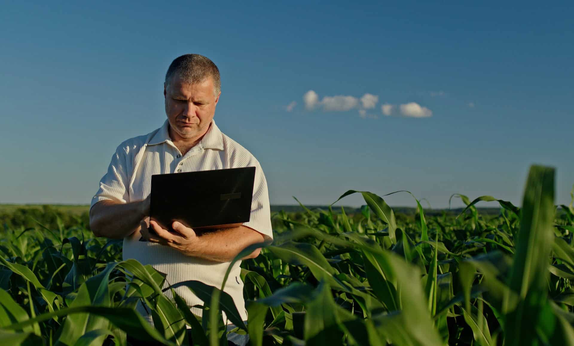 Un fermier este vizibil în depărtare, înconjurat de tulpini înalte de porumb verde, lucrând pe un laptop, subliniind îmbinarea tehnologiei moderne cu agricultura tradițională.