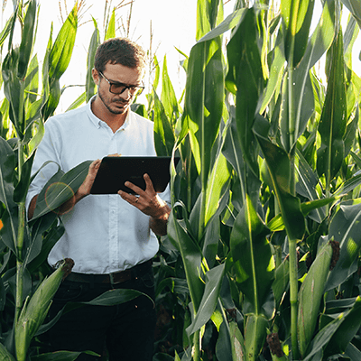 Tânăr agronom ținând o tabletă digitală în câmpul de porumb, examinând cultura înainte de recoltare.